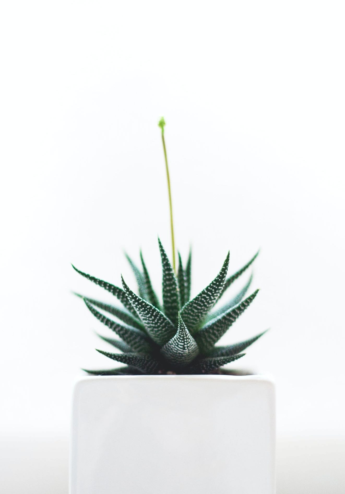 Green succculent in white pot with white background